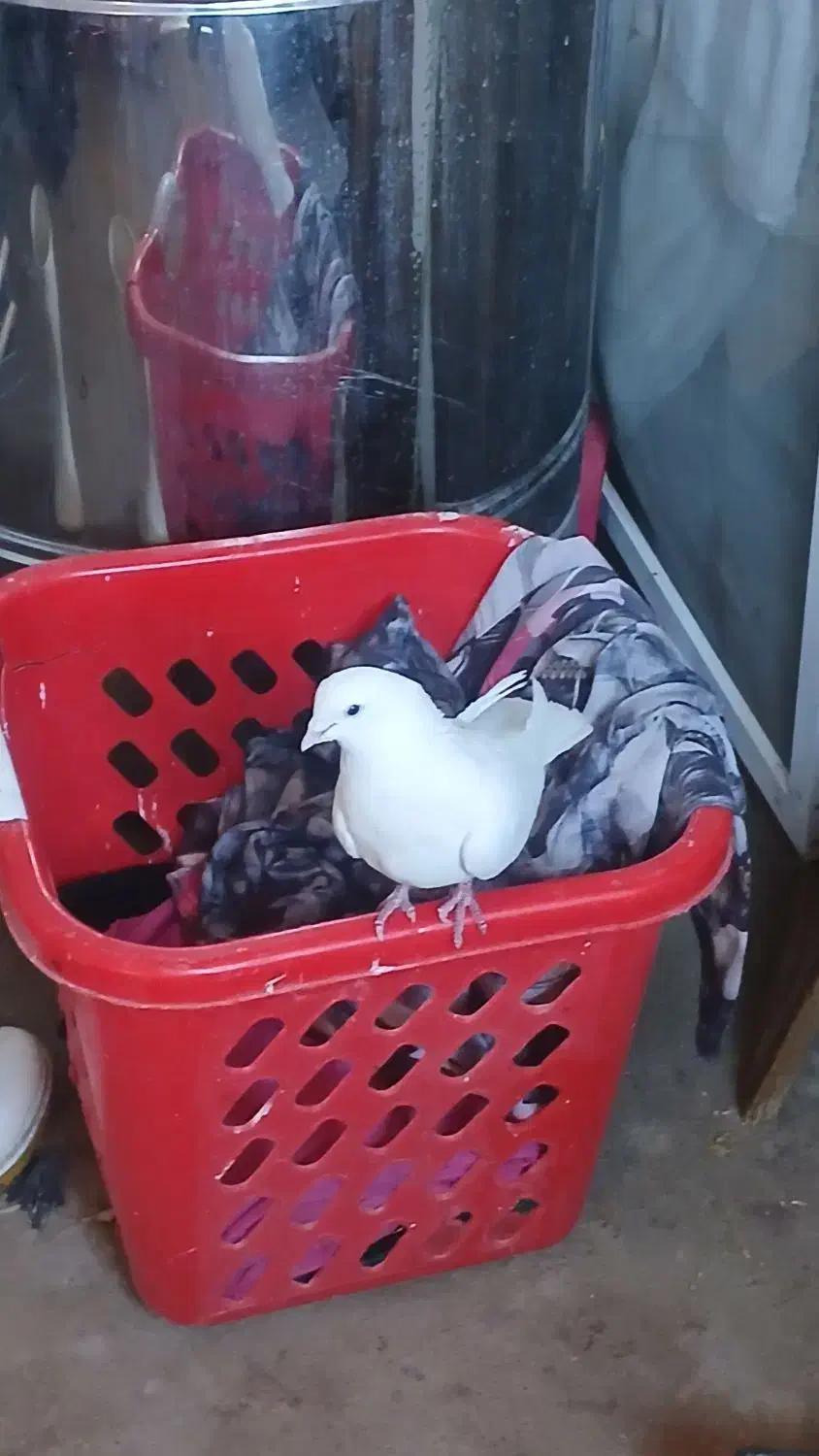 کبوتر|پرنده|زرین دشت (همدان), |دیوار