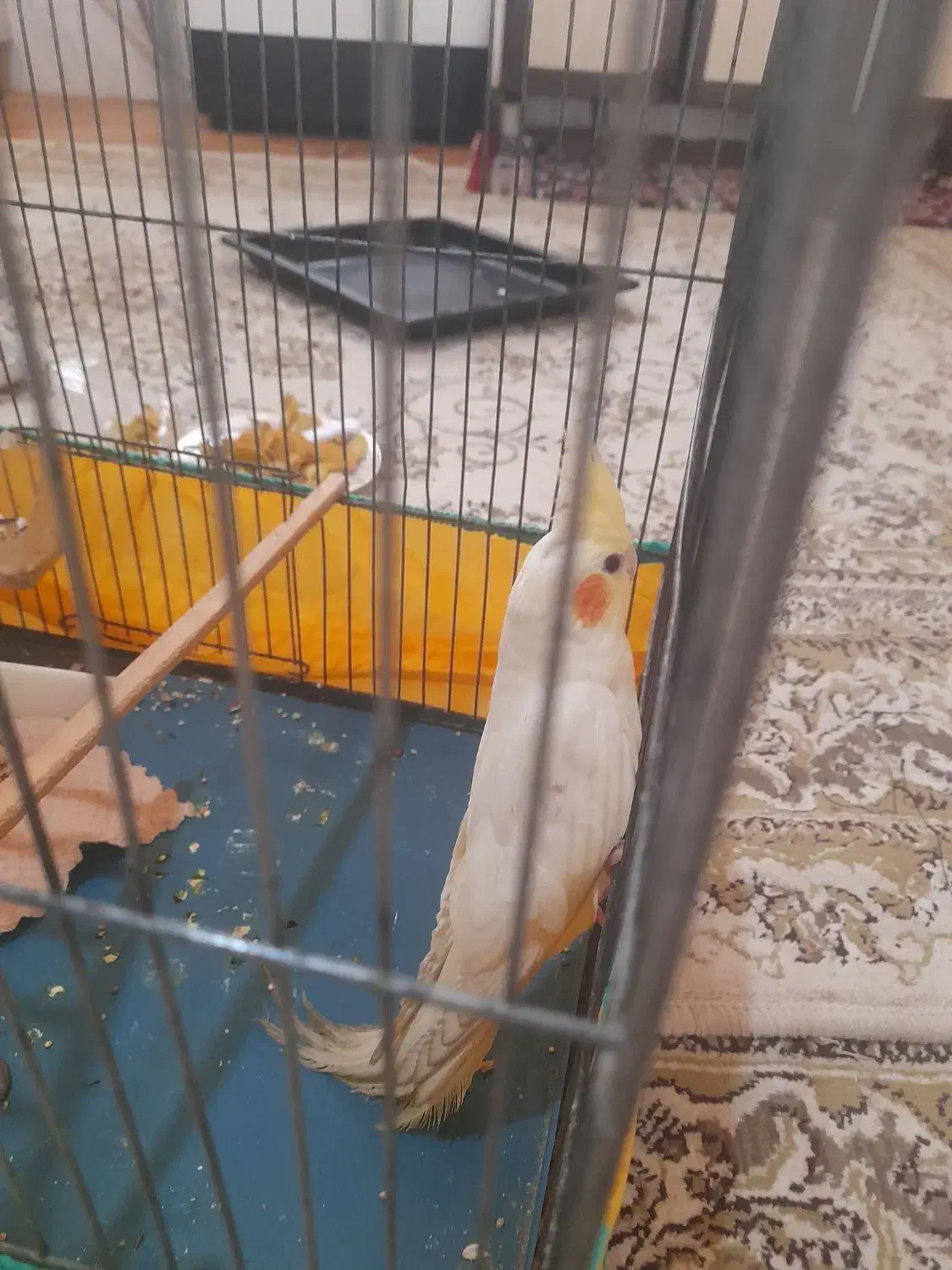 یک عروی هلندی گم شده|پرنده|نورآباد, |دیوار