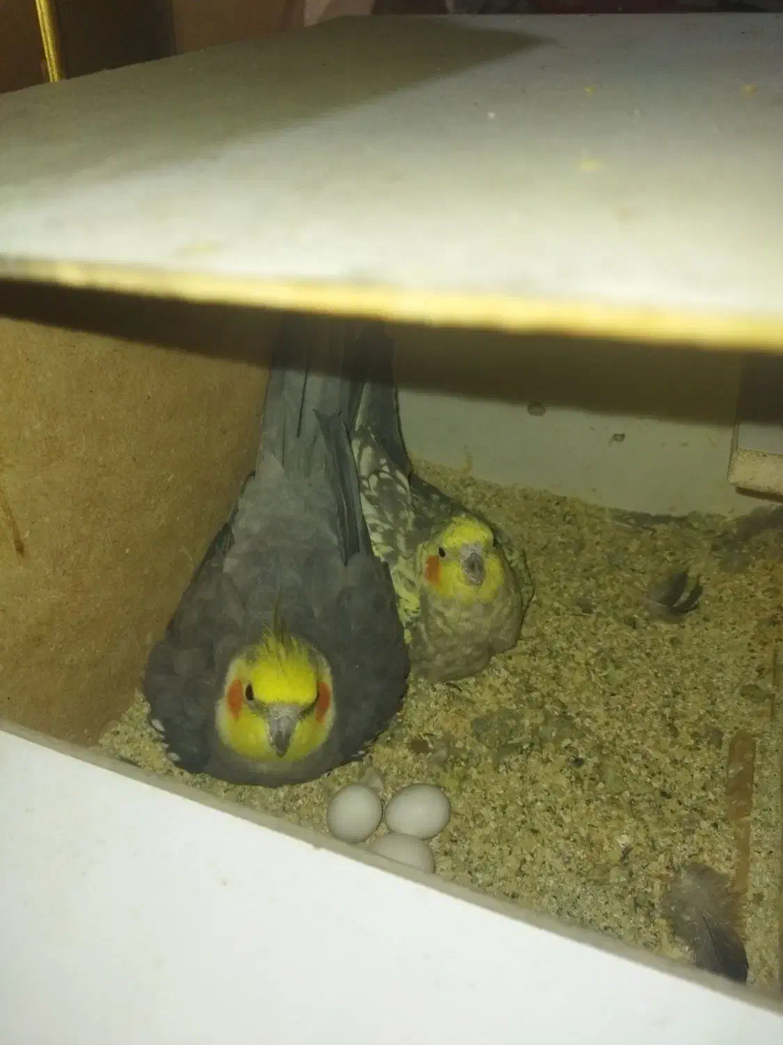 ۳ عدد عروس هلندی بالغ|پرنده|قزوین, |دیوار