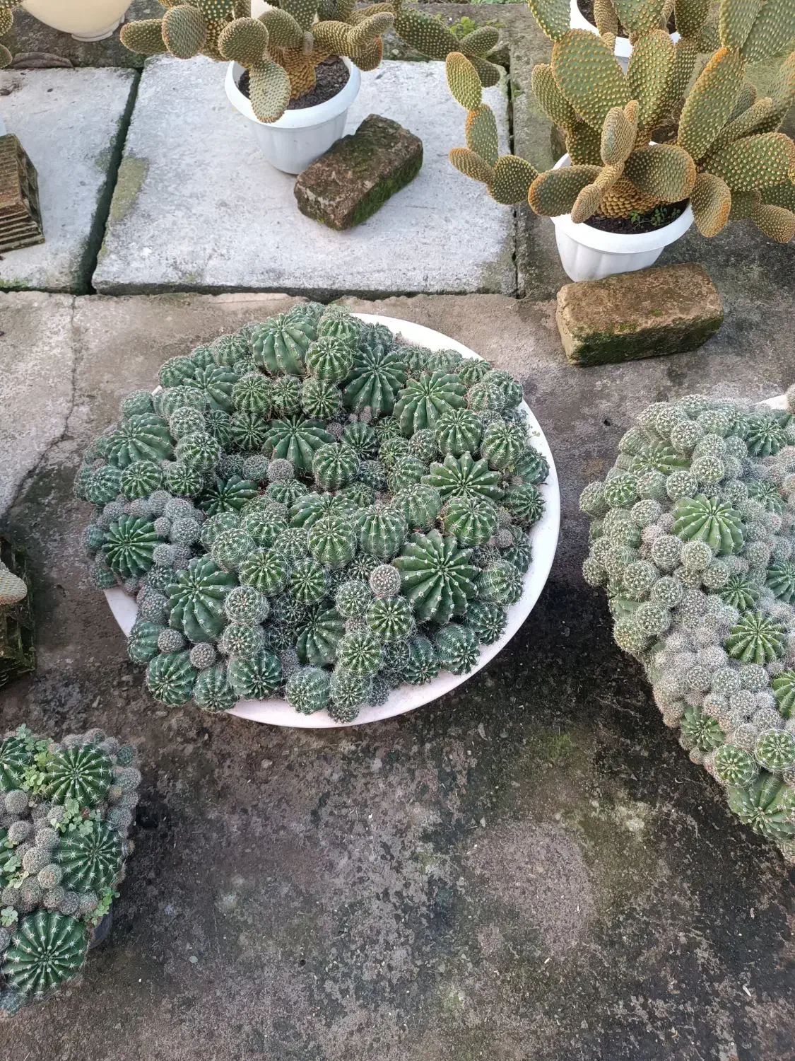 گل کاکتوس|گل و گیاه طبیعی|ماسال, |دیوار