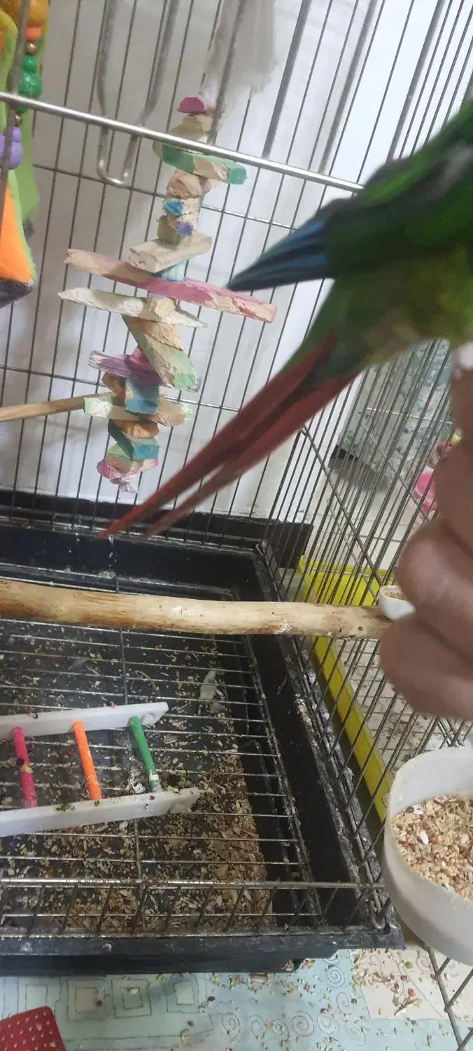 گرینچیک|پرنده|محمدشهر, شهرک پیام (مهرالبرز)|دیوار