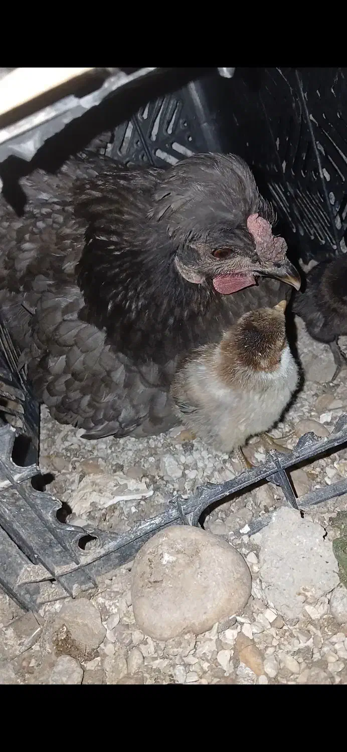 مرغ طوسی با جوجه|حیوانات مزرعه|شبانکاره, |دیوار