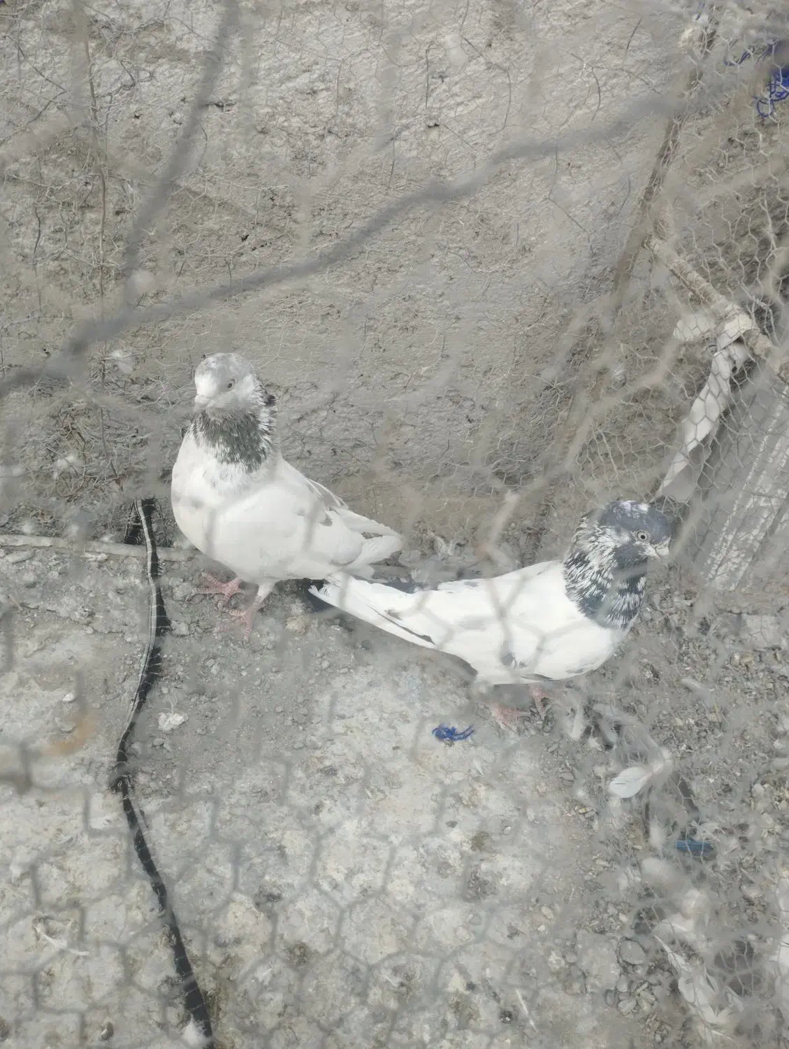 کبوتر|پرنده|ایرانشهر, |دیوار