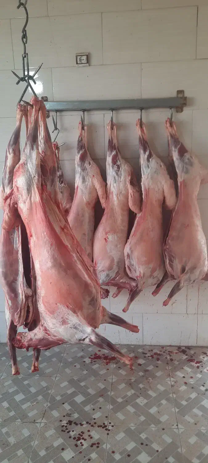 گوشت گوسفندی تازه کشتار روز درجه یک|خوردنی و آشامیدنی|بشاریات, |دیوار