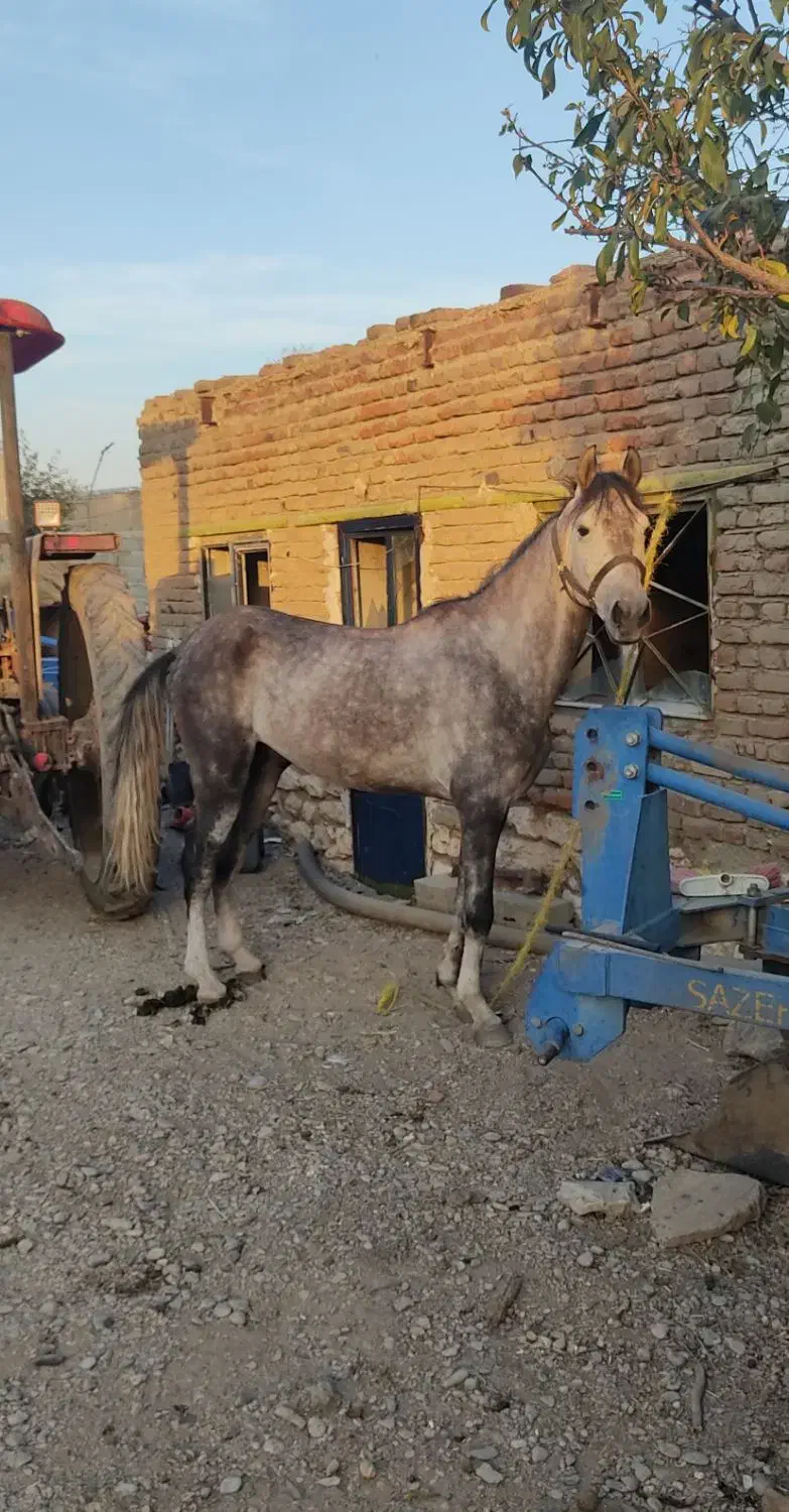 اسب عرب ایرانی|اسب و تجهیزات اسب‌سواری|محمدبار, |دیوار