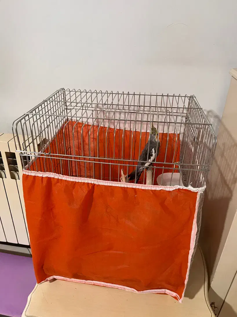 عروس هلندی نر|پرنده|ری, ولی آباد|دیوار