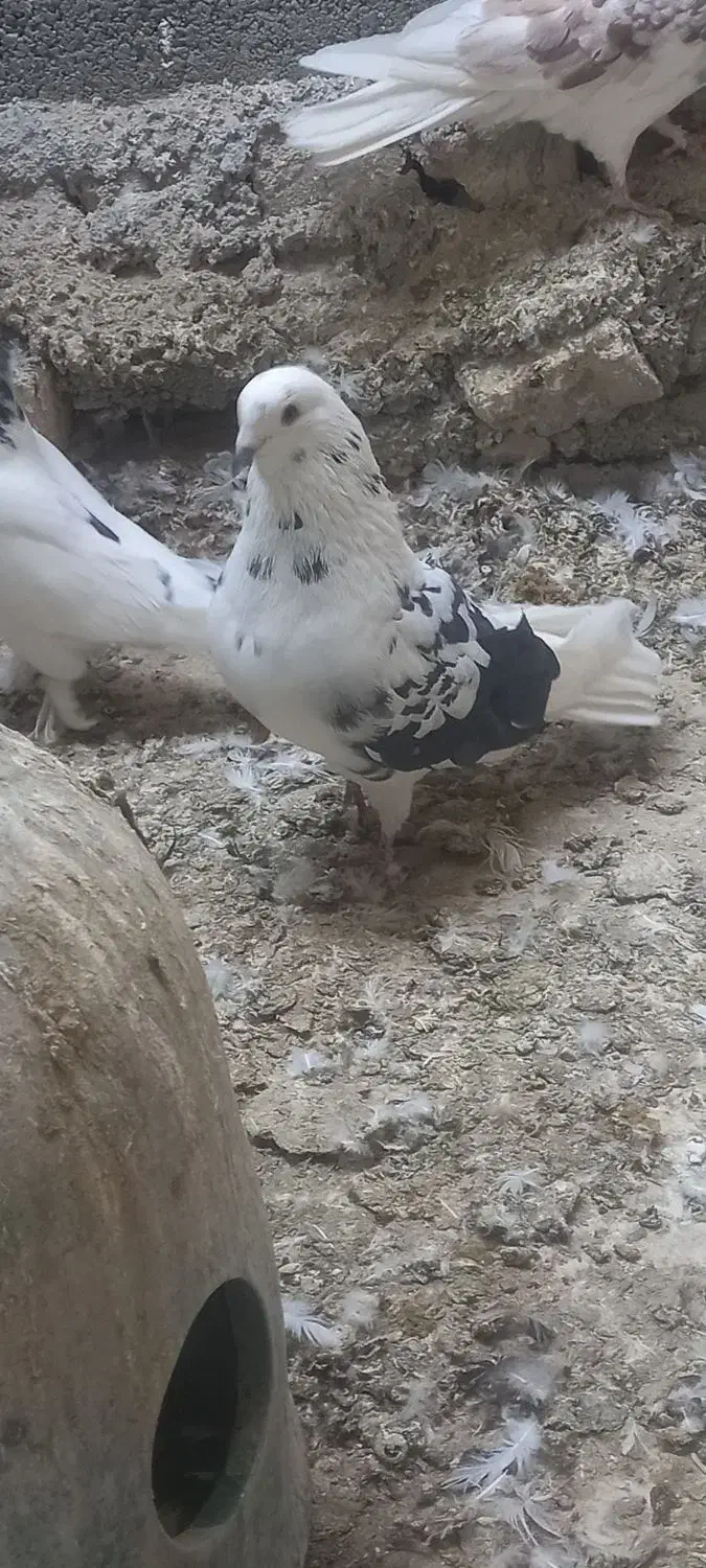 کیوتر|پرنده|هشتگرد, شهرک صنعتی هشتگرد|دیوار