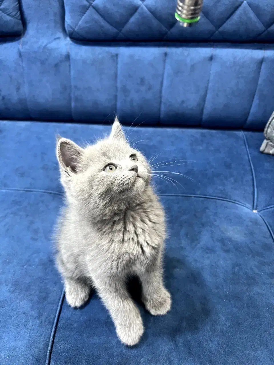 دو گربه بریتیش بلو و مشکی|گربه|اهواز, گلستان|دیوار