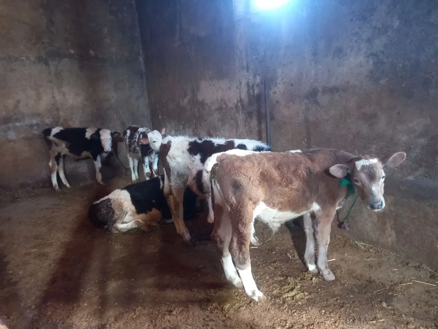 فروش ۵ راس گوساله نر سمینتال و شاروله|حیوانات مزرعه|جعفرآباد, |دیوار