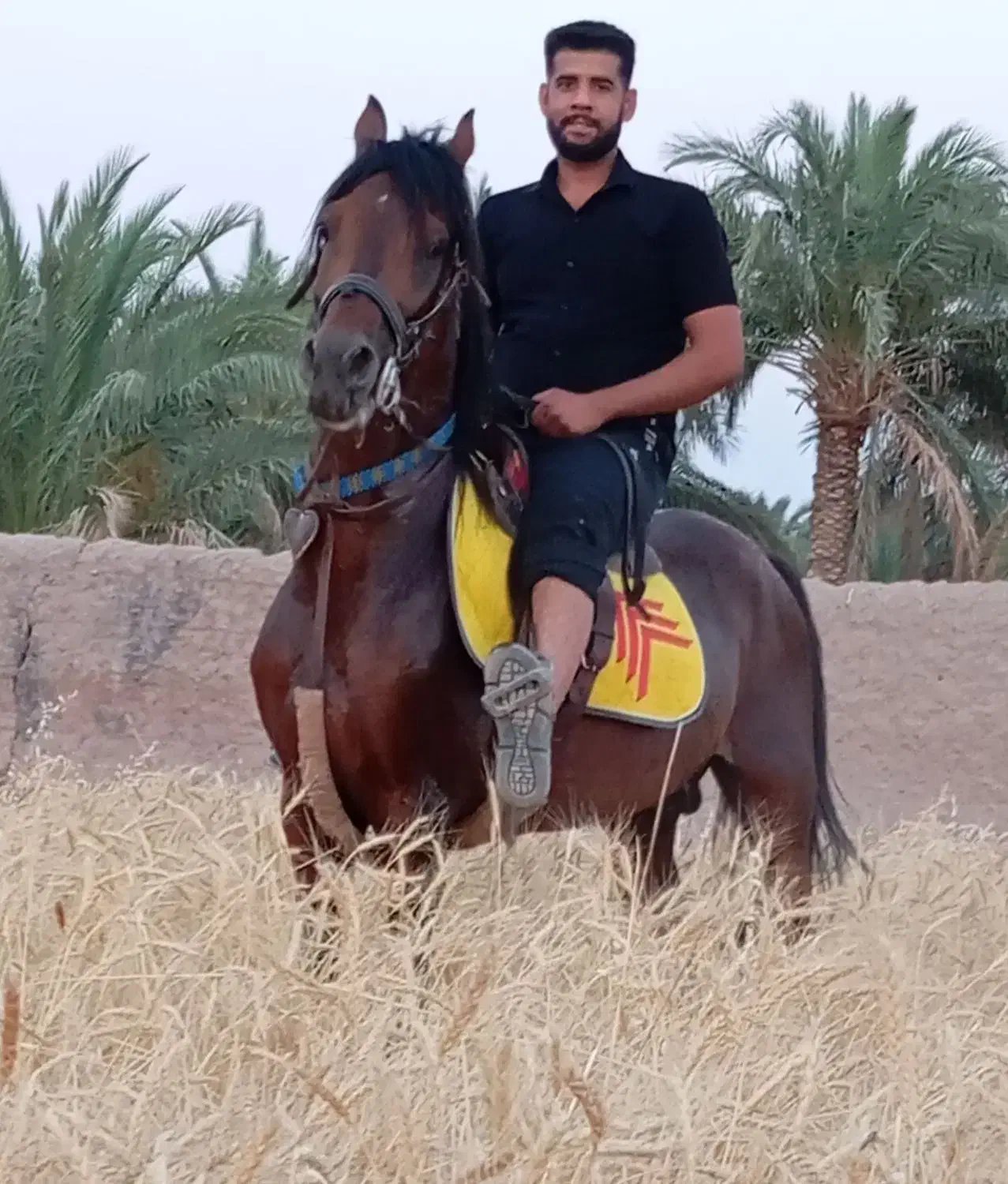 اسب عرب|اسب و تجهیزات اسبسواری|بم, |دیوار