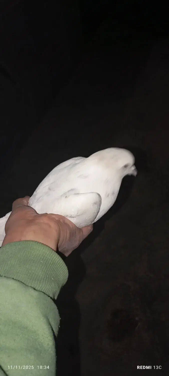 کبوتر خوش خال|پرنده|نورآباد, |دیوار