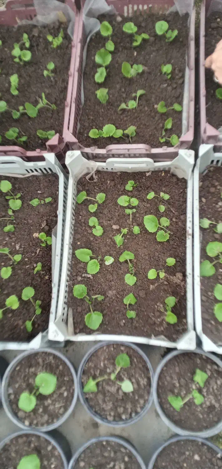 گل سینوره(گل عید)سبدی و شیتل|گل و گیاه طبیعی|لیسار, |دیوار