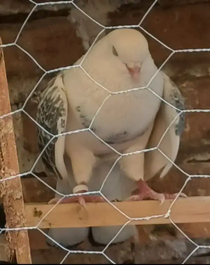 نر پشت سنگی دولابی|پرنده|تهران, دولاب|دیوار