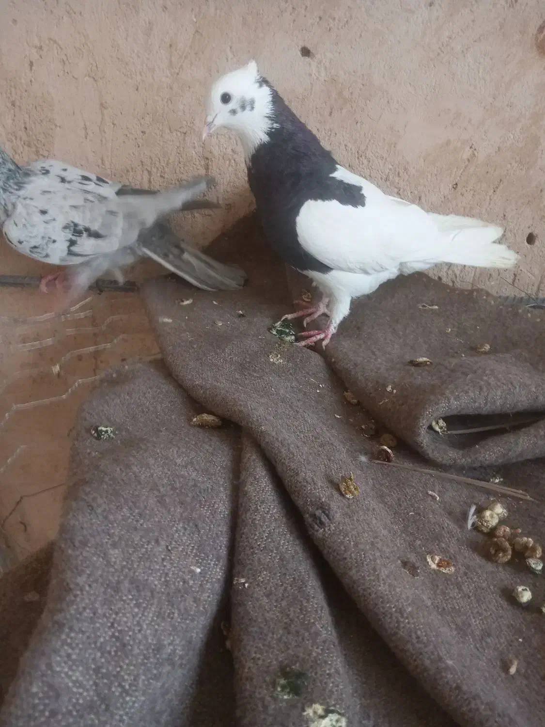 کبوتر|پرنده|شیبکوه (فارس), |دیوار