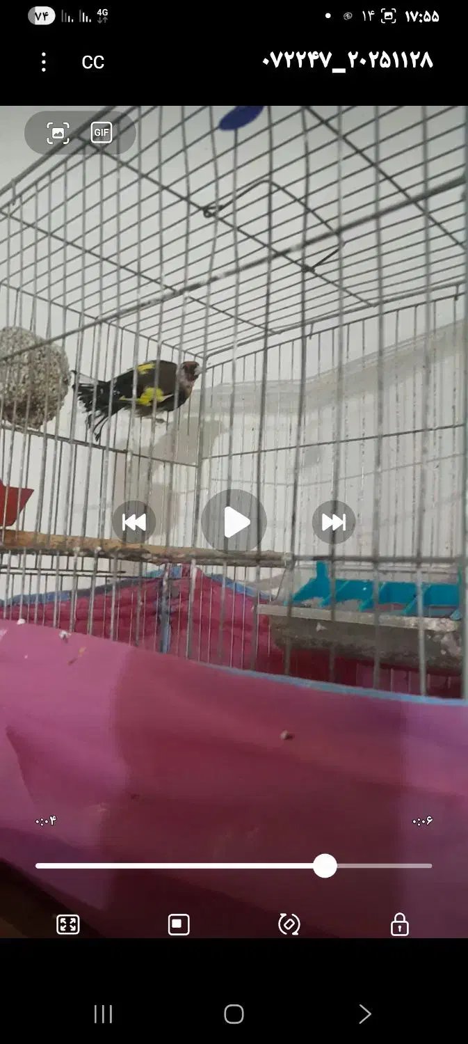 کمبود وقت 3 تارو باهم،با بره هم معاوضه|پرنده|ابهر, |دیوار