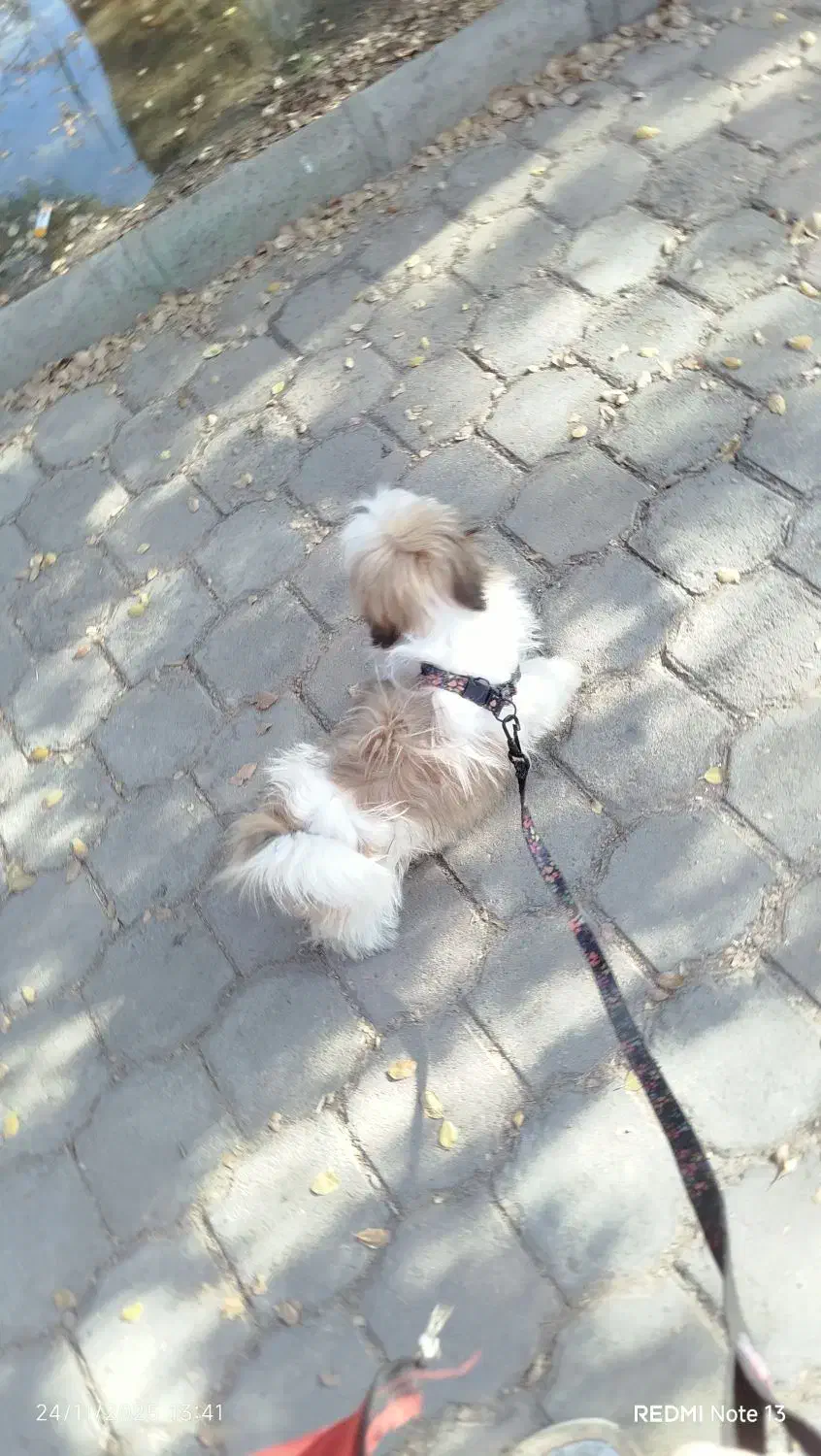 واگذاری|سگ|ساوه, |دیوار