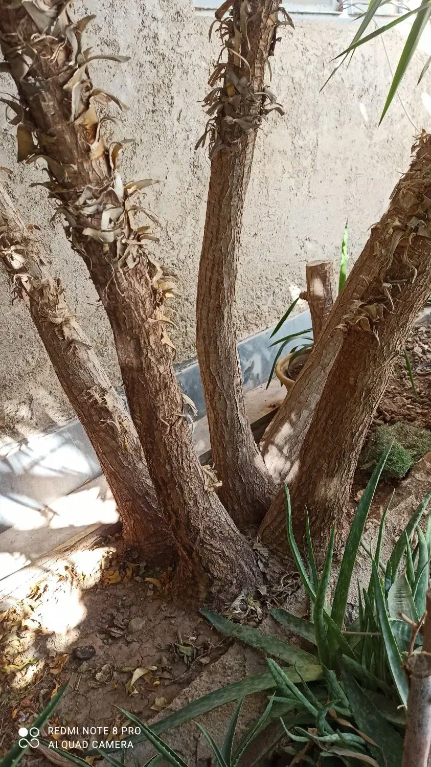 یوکا تنه دار ۵ شاخه بلندی ۳متر|گل و گیاه طبیعی|شیراز, شاپورجان|دیوار