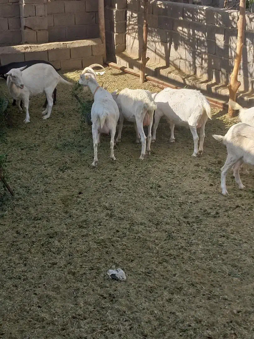 بز سانن|حیوانات مزرعه|بافت, |دیوار