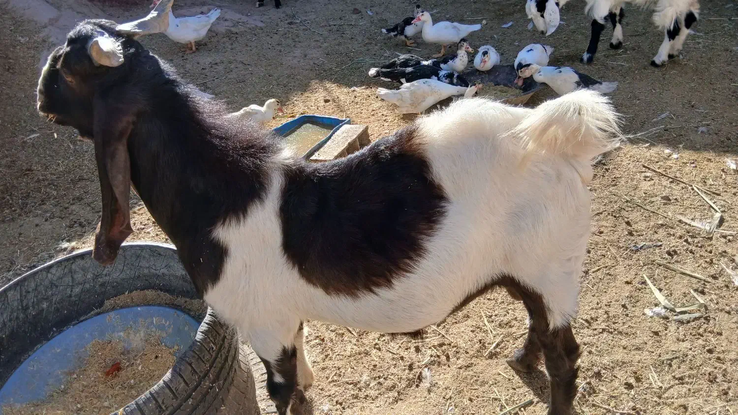 نر بز پاکستانی اصل وماده بز|حیوانات مزرعه|آبعلی, |دیوار