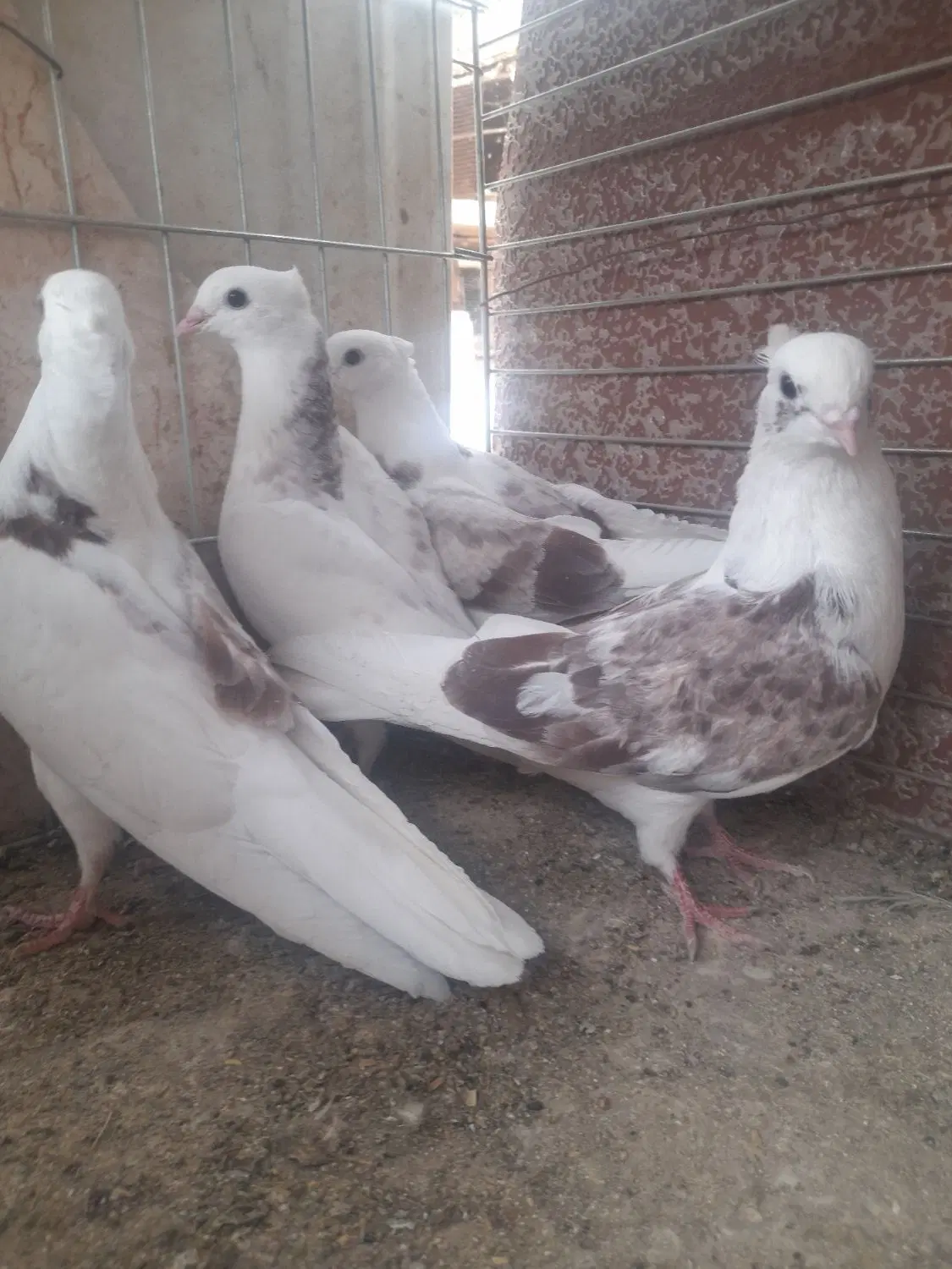 ۸۰۰ تومان|پرنده|اردکان, |دیوار