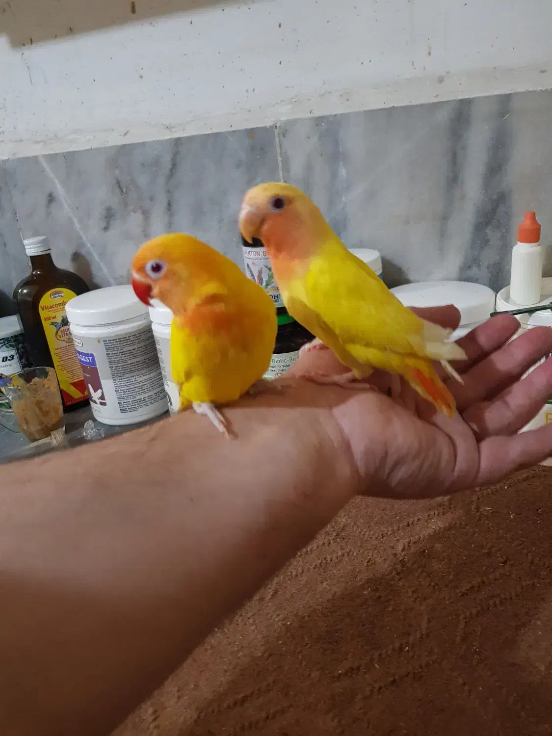 کوتوله سرلاکی تازه دونخور دستی بالغ وحشی|پرنده|قم, چهار امامزاده|دیوار