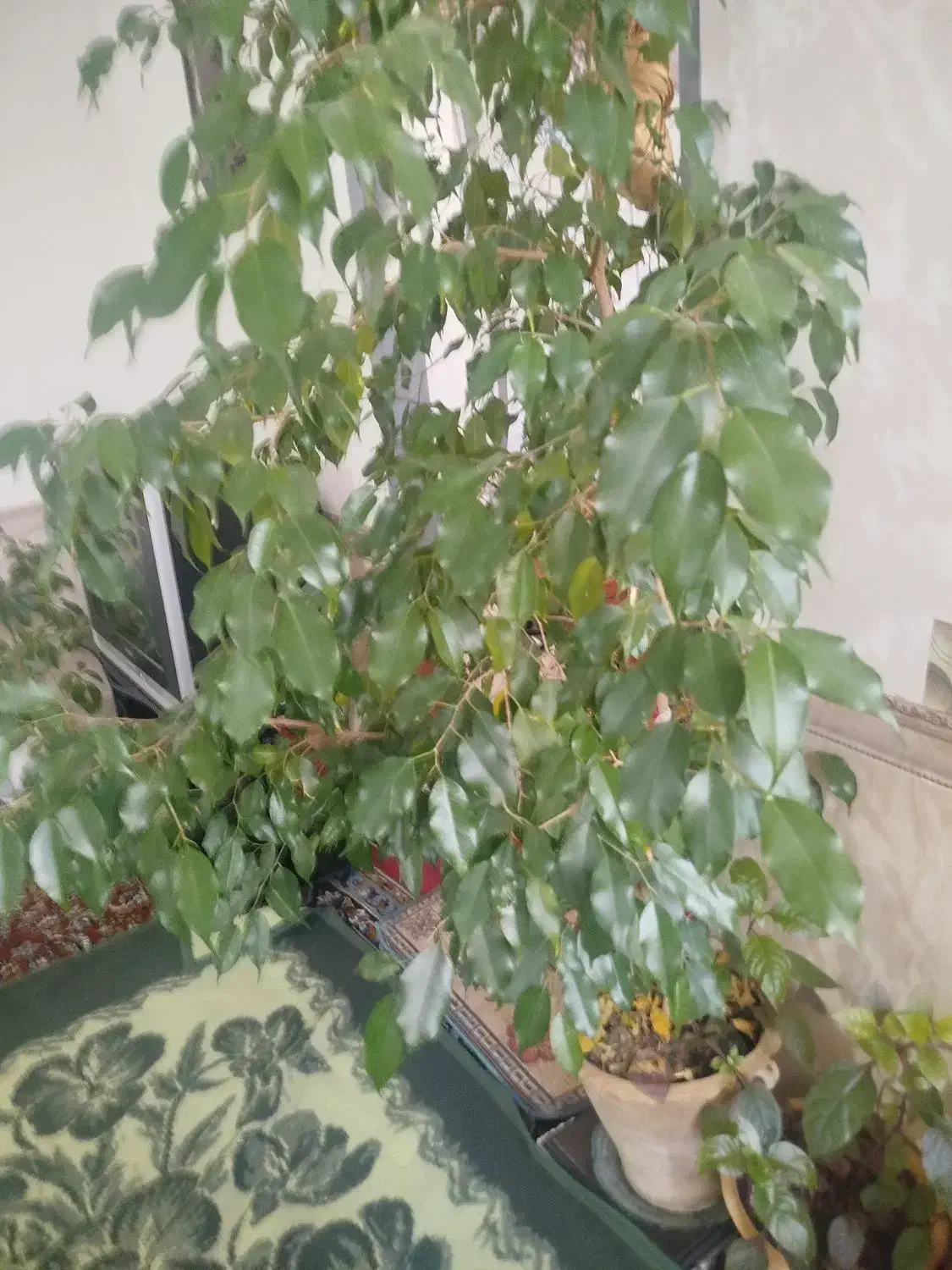 گل بنجامین حدود یک متر ونیم|گل و گیاه طبیعی|میاندوآب, |دیوار