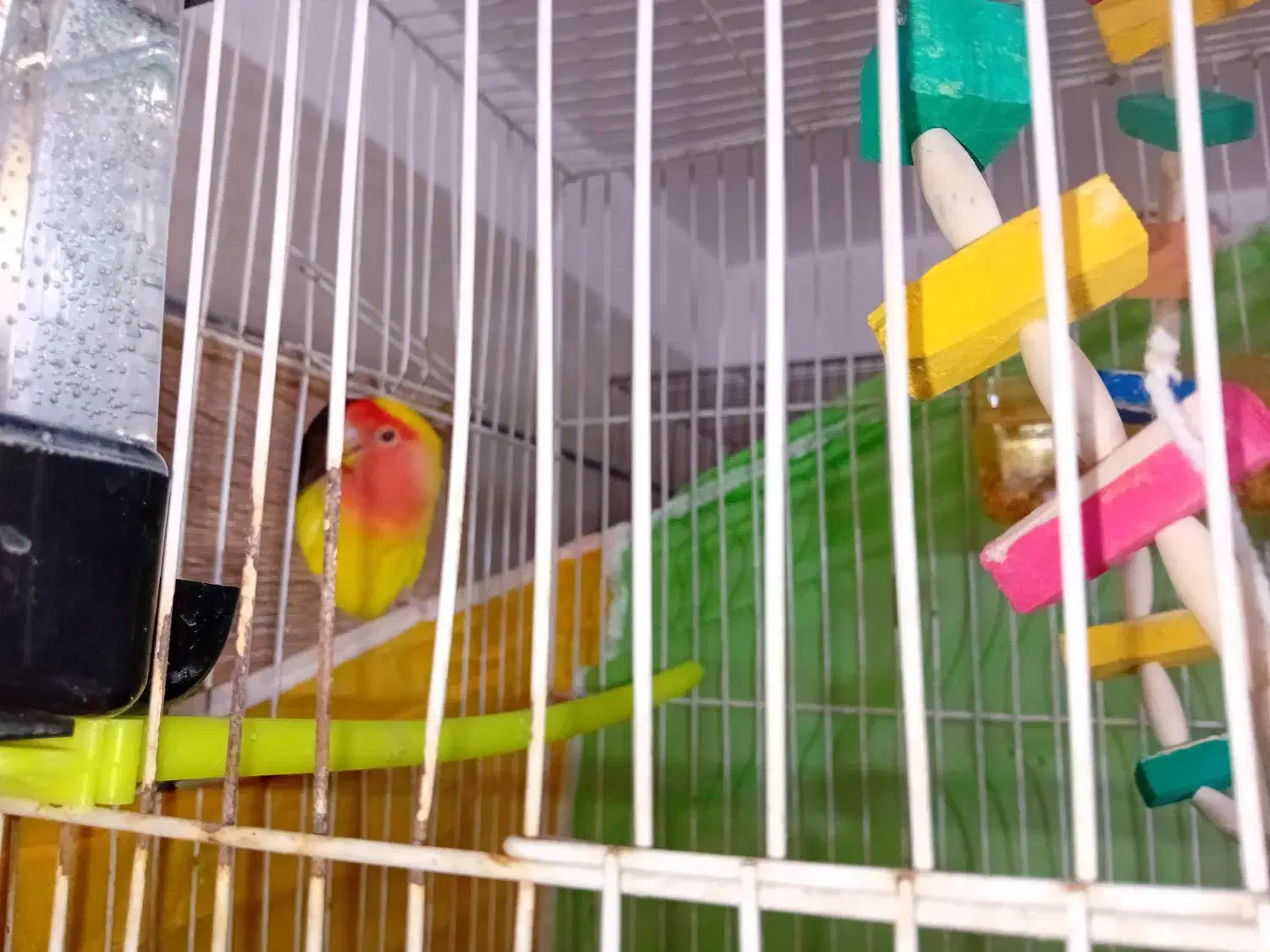 کوتوله مولد|پرنده|مشهد, طبرسی شمالی|دیوار