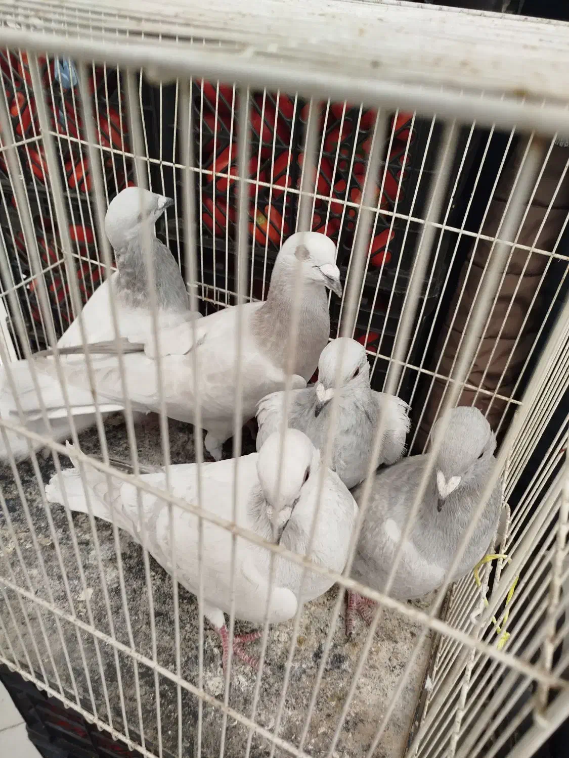 کفتر هودی پاکستانی|پرنده|مشهد, آبکوه|دیوار