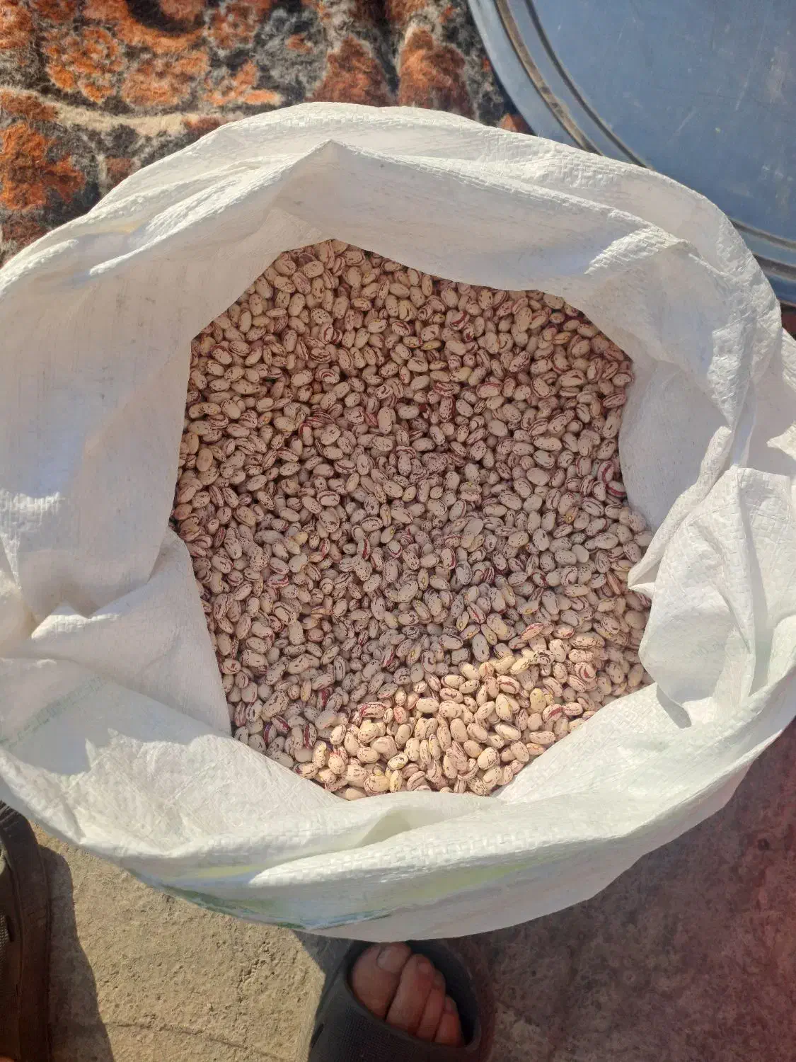 لوبیا چیتی مرگور|خوردنی و آشامیدنی|سیلوانه, |دیوار