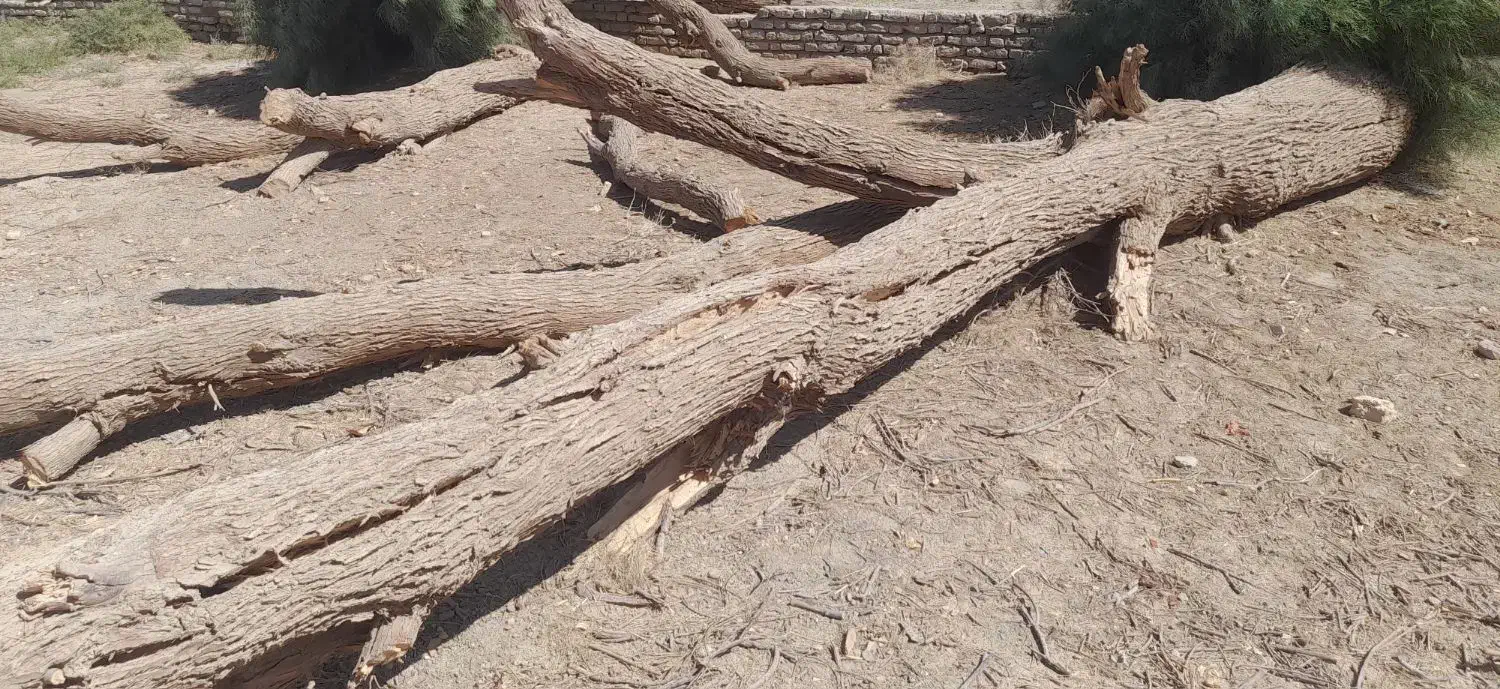 فروش کُنده درخت گز|خدمات باغبانی و درختکاری|زابل, |دیوار