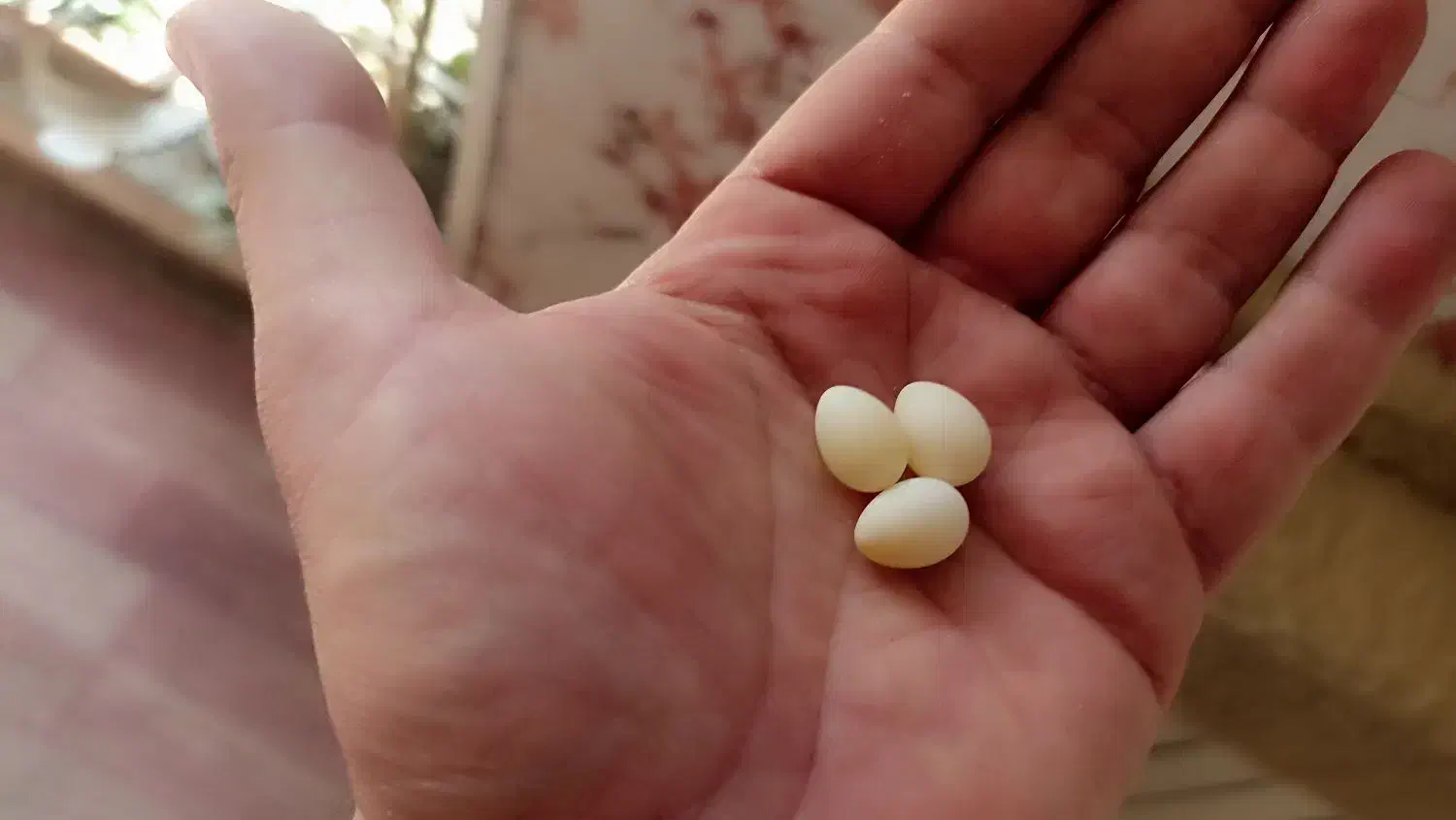 تخم فنچ جغدی و گلو بریده|پرنده|کرج, دولتآباد|دیوار