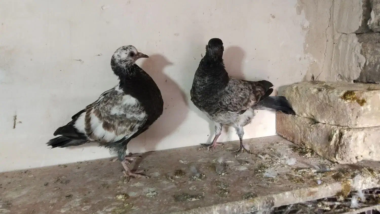 کبوتر|پرنده|شاهین‌شهر, گزبرخوار|دیوار