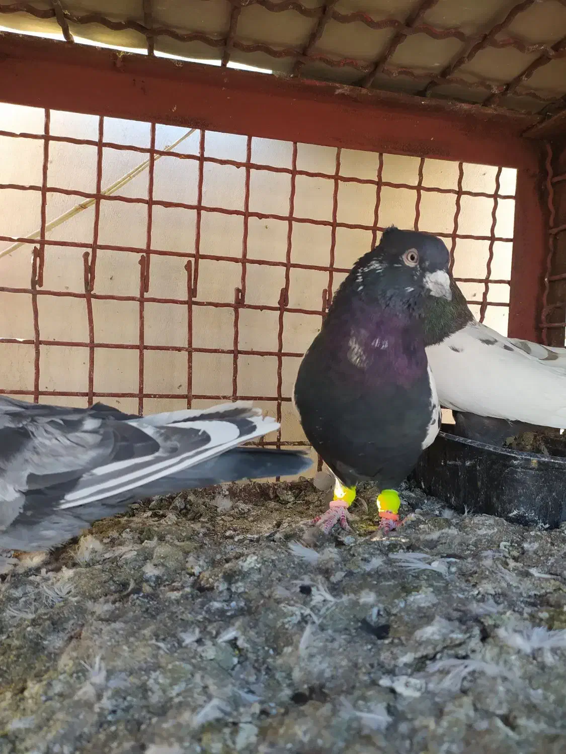 کفتر رنگه|پرنده|مشهد, گوهرشاد|دیوار