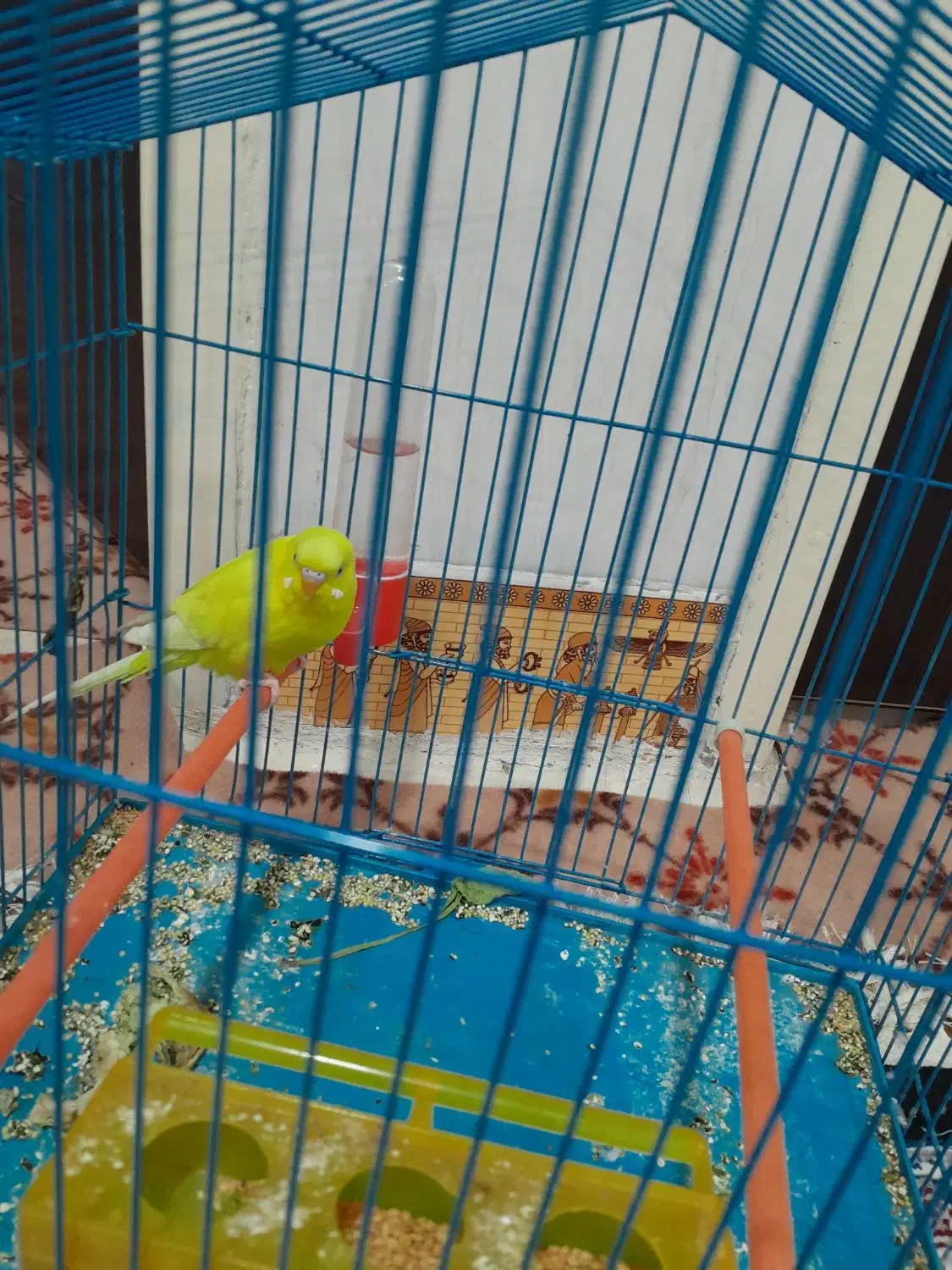 مرغ عشق|پرنده|بندر ماهشهر, |دیوار