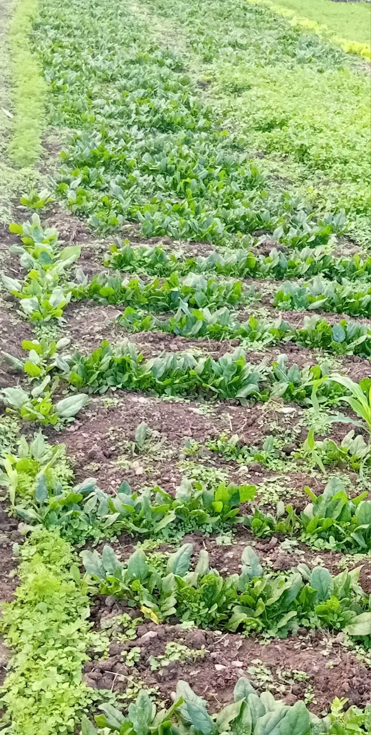 فروش سبزیجات محلی ارگانیک|خوردنی و آشامیدنی|طاهرگوراب, |دیوار