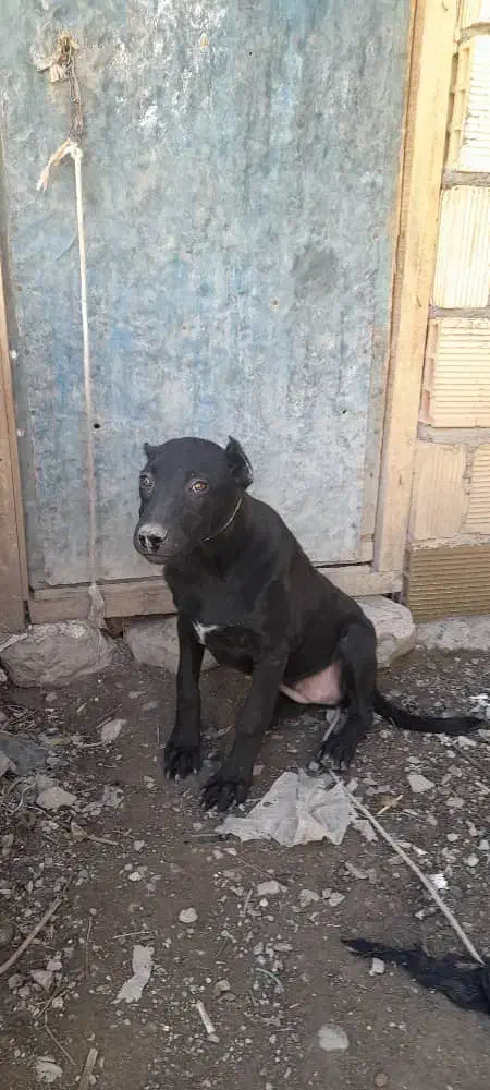 توله سه ماهه پیتبول|سگ|مریوان, |دیوار