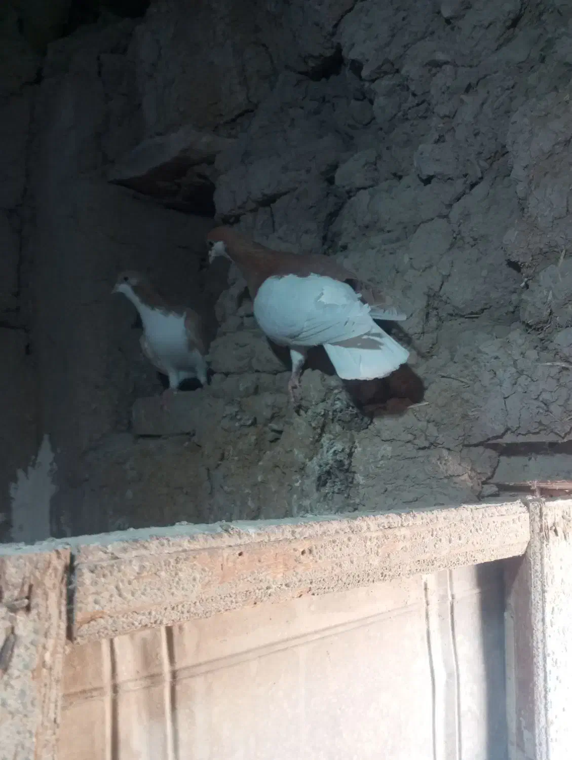 کبوتر رنگی|پرنده|تاکستان, |دیوار