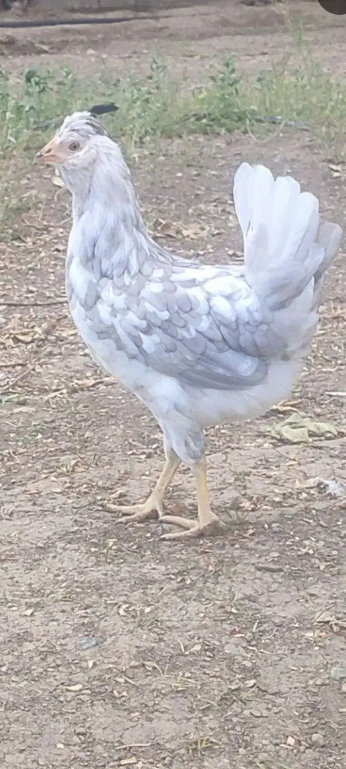 تخم مرغ نطفه دارگلین چهل تاج ریشوطوسی فول بشرط|حیوانات مزرعه|زنجان, |دیوار