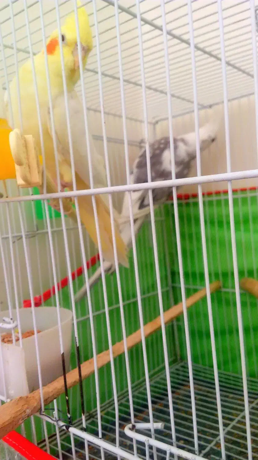 جفت عروس مولد|پرنده|بجنورد, |دیوار