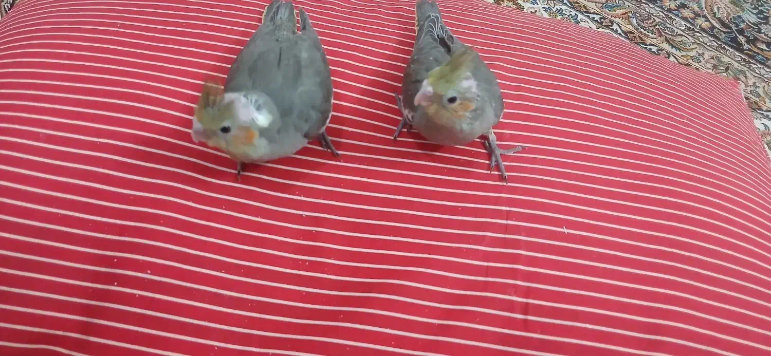 عروس هلندی به شرط سالمی|پرنده|قم, بلوار امین و ساحلی|دیوار