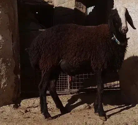 قوچ شال|حیوانات مزرعه|بیلوار, |دیوار