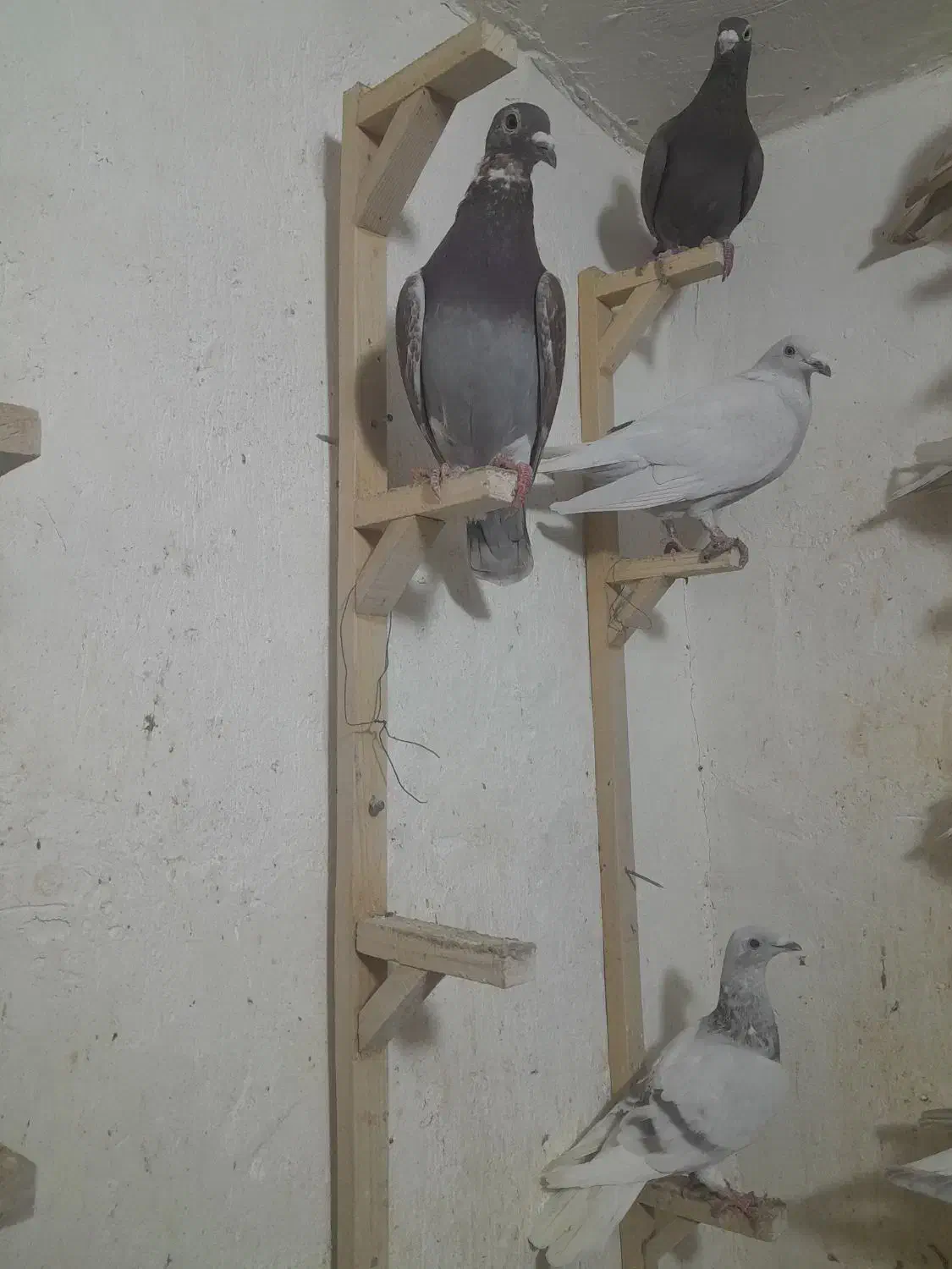 ماده دم سفید پلاکی|پرنده|برازجان, |دیوار