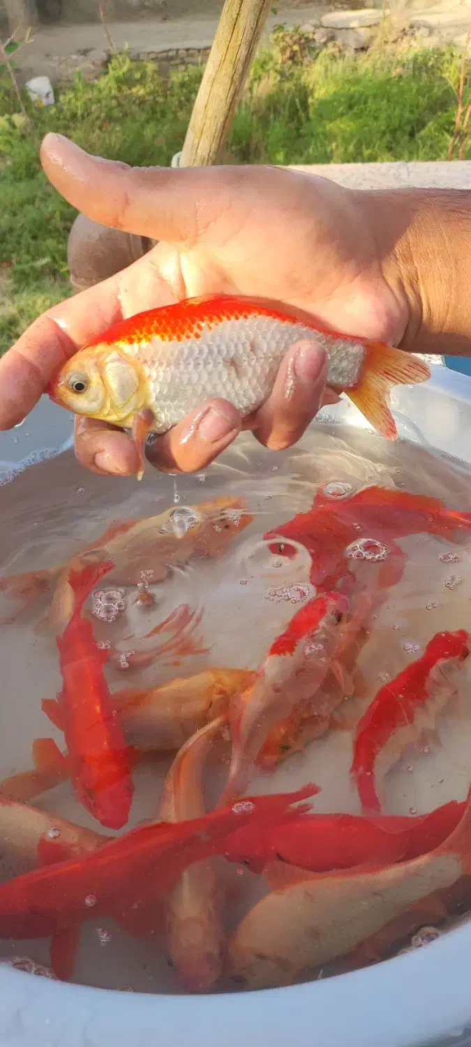 ماهی مولد|ماهی|نوده انقلاب, |دیوار