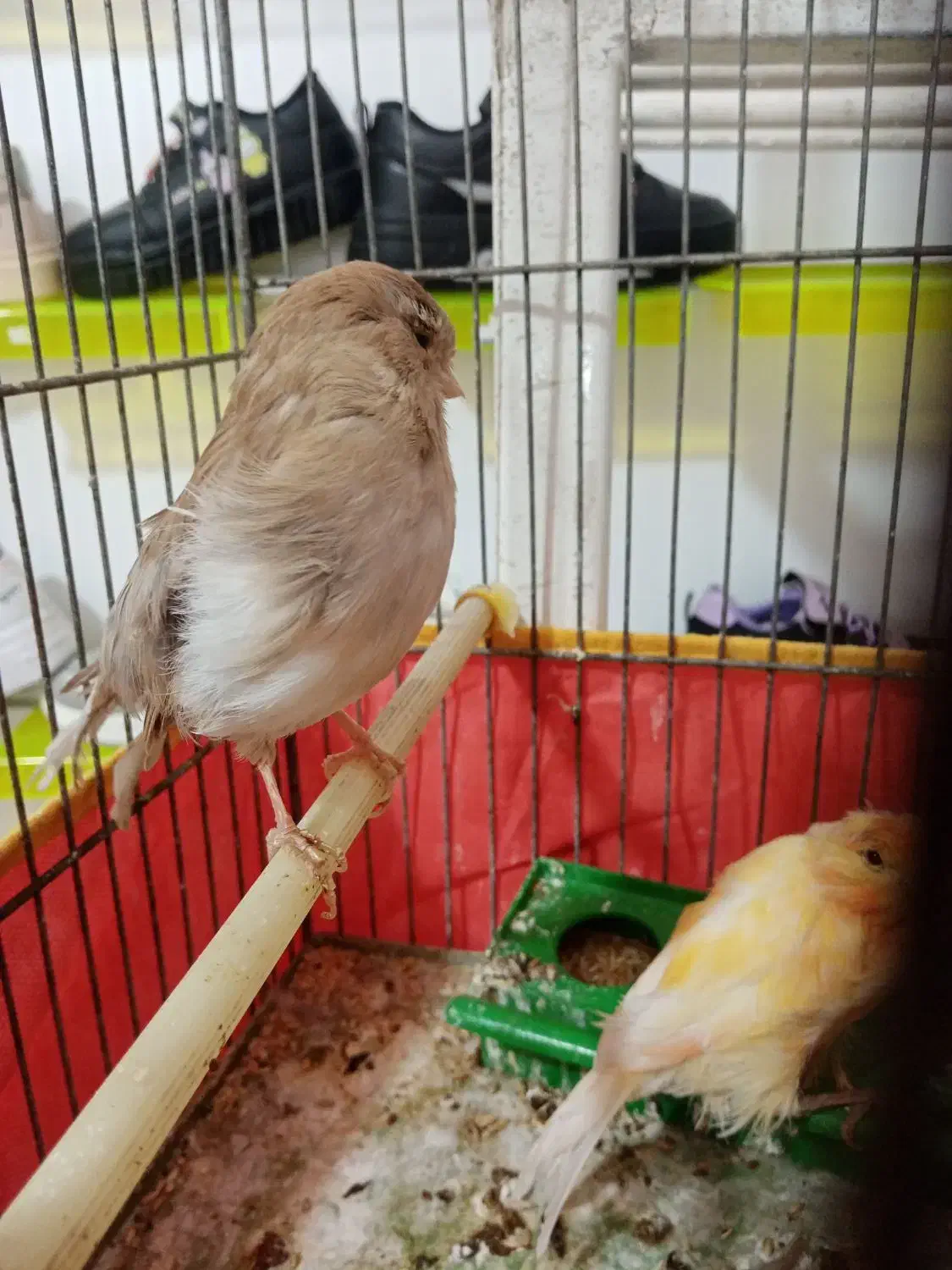 قناری فروشی|پرنده|یزد, |دیوار