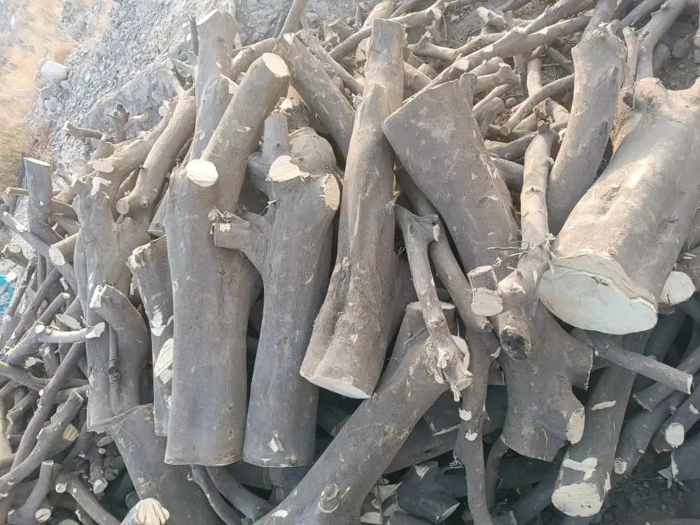 فروش چوب پرتقال|خدمات باغبانی و درختکاری|جهرم, |دیوار