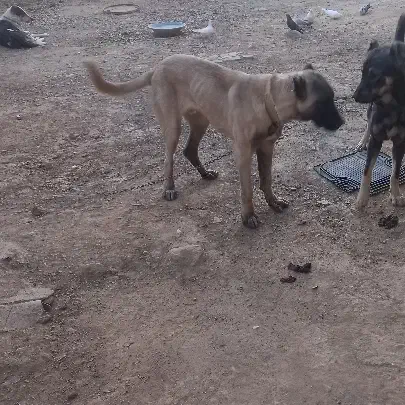 توله|سگ|شازند, |دیوار