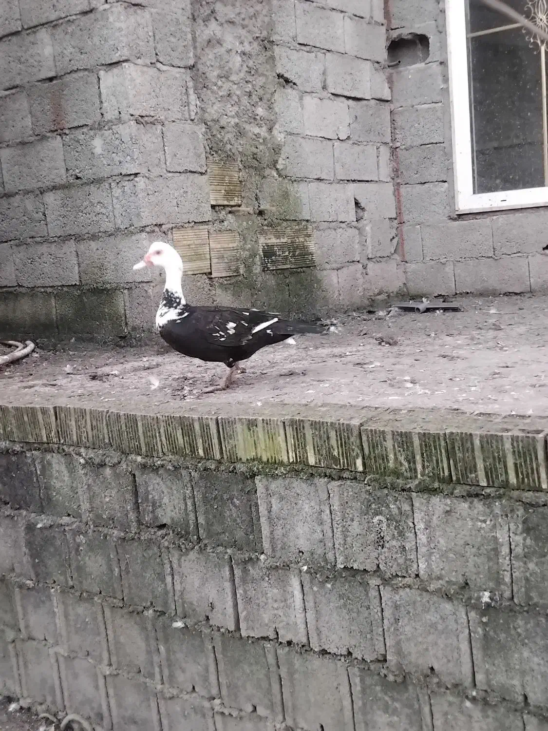 جوجه مرغ|حیوانات مزرعه|رضوانشهر, |دیوار