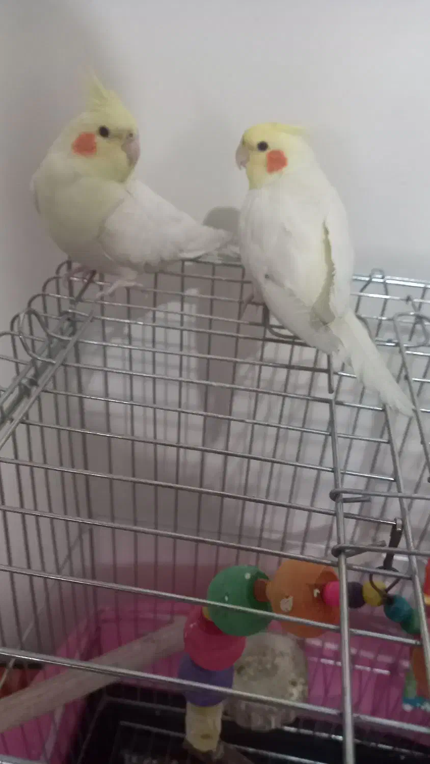 عروس هلندی|پرنده|کهریزک, |دیوار