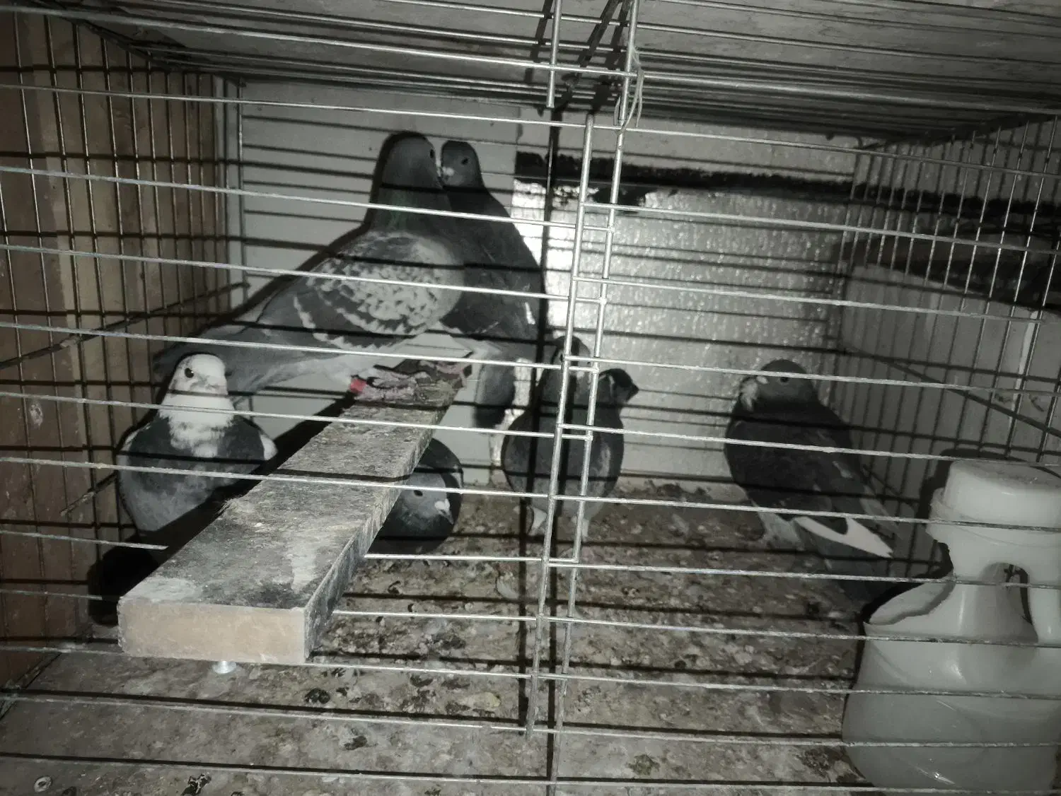 کبوتر المانی|پرنده|پردیس, فاز ۲|دیوار