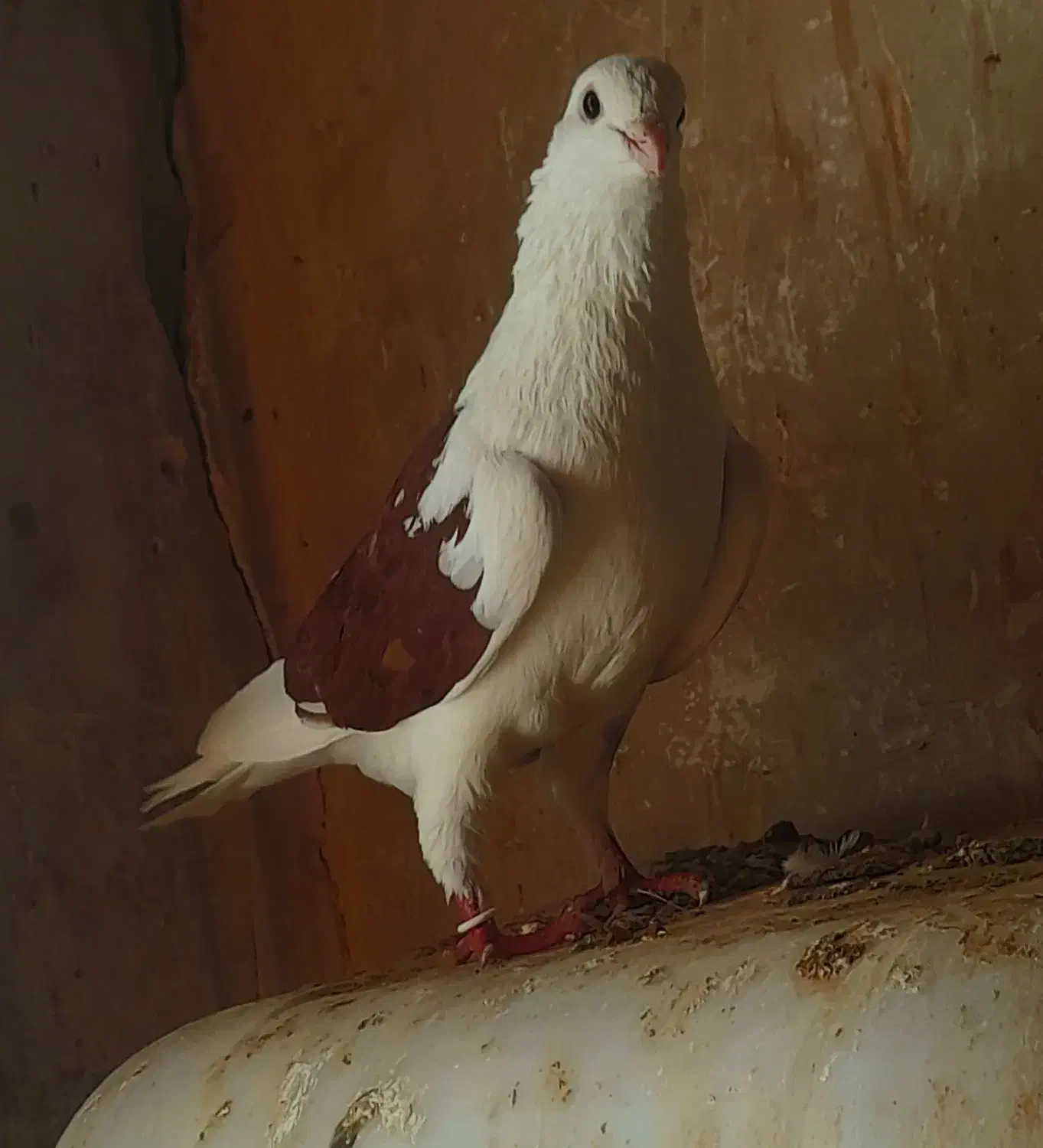 طوقی پشدار|پرنده|اردبیل, |دیوار